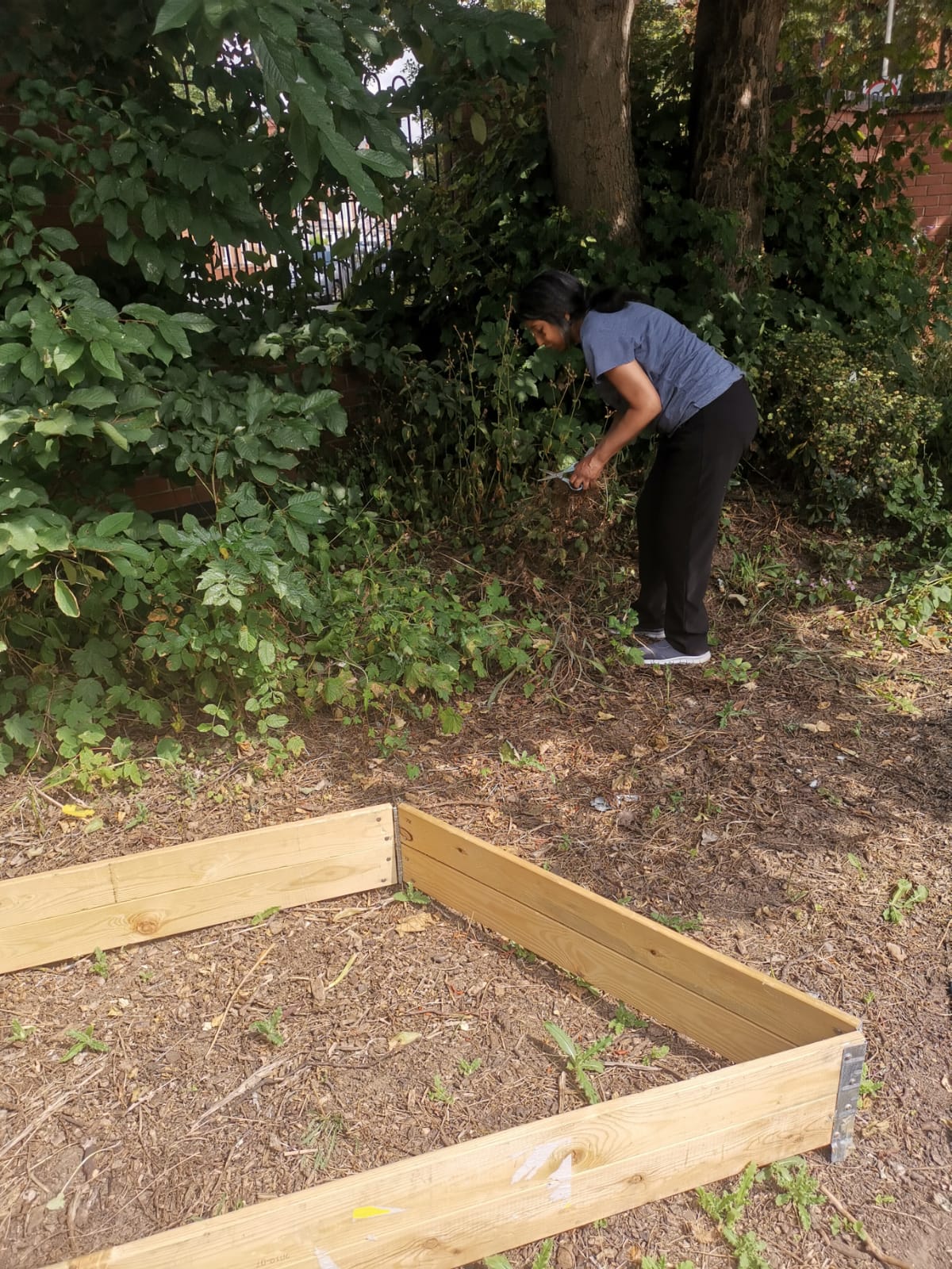 raised bed and clearing overgrown plants